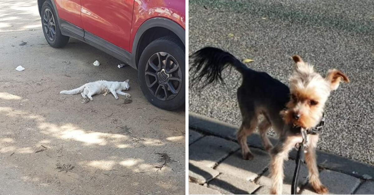 מימין: הכלב שנטרף והחתולה ש"נשחטה"