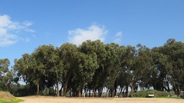 חורשת האקליפטוסים בסכנת כריתה