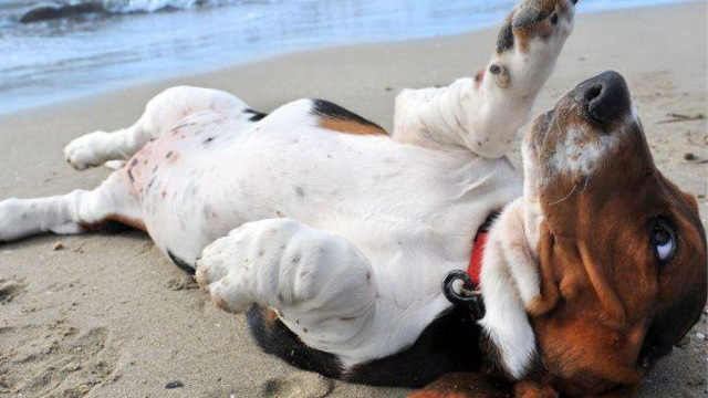 אל תכניסו אותו למתחמי משחקים לילדים