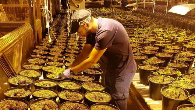 מצבור גדול של סמים מצבור גדול של סמים