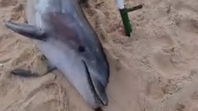 פגר הדולפין בחופי הרצליה