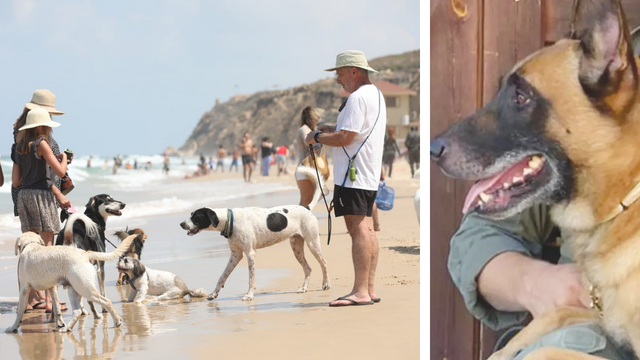 הכלב זילי וחוף הכלבים בהרצליה