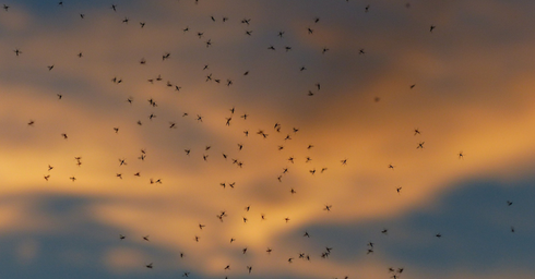 אאוץ'. מכת יתושים | צילום אילוסטרציה: Pixabay